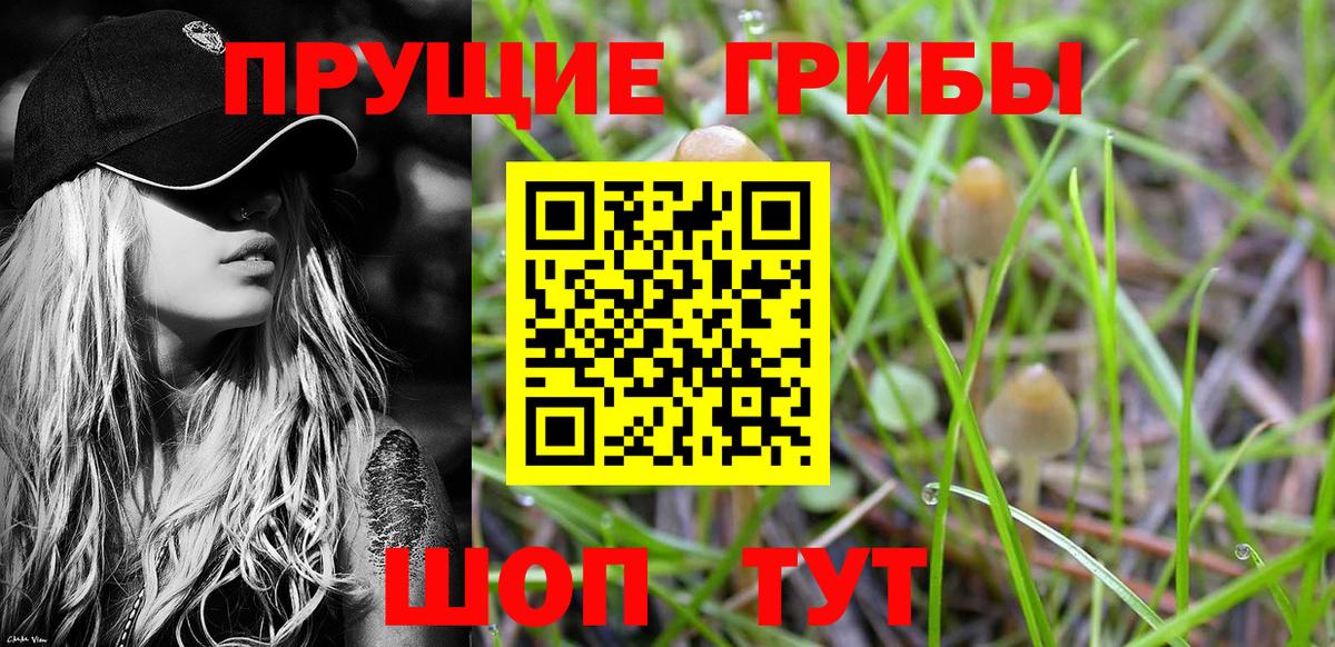 Галлюциногенные грибы Psilocybe Новороссийск